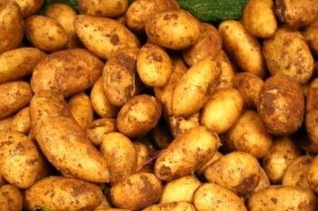 North-Cyprus-News-Cyprus-potatoes