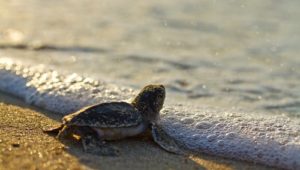 North Cyprus News - Caretta - Turtle