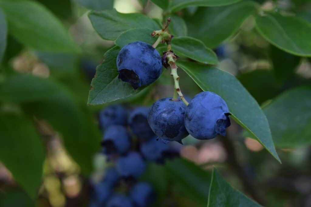 Blueberries