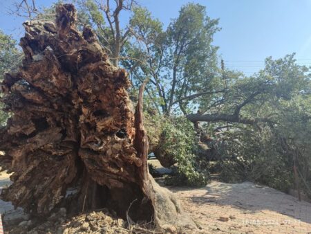 Ancient tree falls over in Minerelikoy